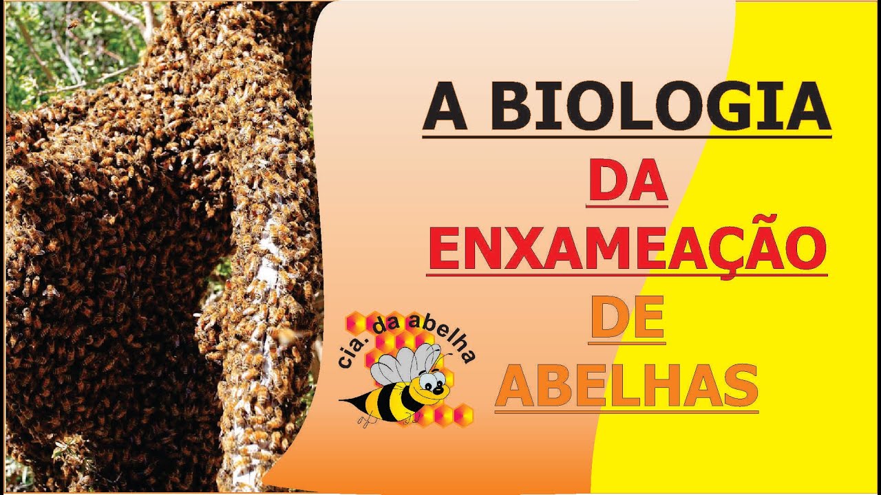 A BIOLOGIA DA ENXAMEAÇÃO DE ABELHAS! COMO A ABELHA COMPREENDE BIOLOGICAMENTE QUE É HORA DE PROCRIAR!