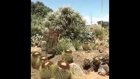 Một góc vườn xương rồng tại Úc