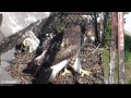 Cornellrthacam   f3 finds no food stashed in the nest  932 am   070315