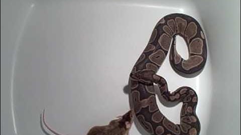 Wolf85 Productions Python attacks LIVE mouse!!!
