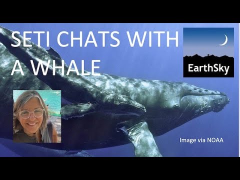 SETI Chats with a Whale