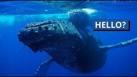 SETI Chats With A Whale