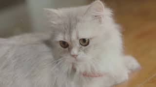 Purr-fect Persian: A Basic Guide to Persian Cats