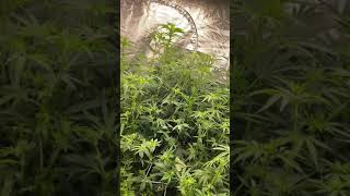 Week 1 flower Spider Farmer 4000 4x8 grow Tent UPDATE