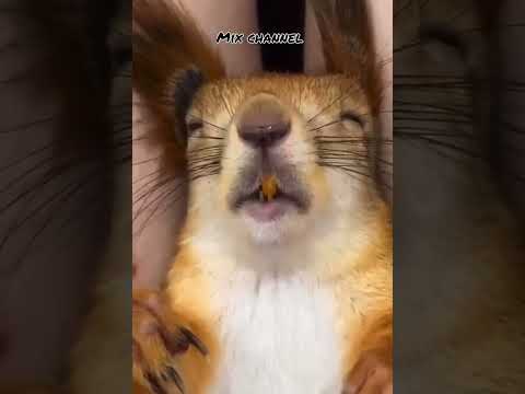 سنجاب نايم ١٤ ساعة ونص طبيعي هيشخر