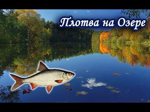 Ловим Плотву на Озере. Русская Рыбалка 3.99.