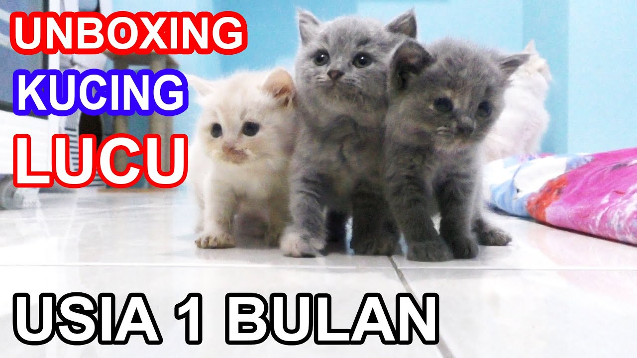 UNBOXING KUCING LUCU USIA 1 BULAN ANAK JHONY