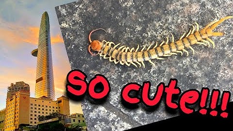 BIG Centipede at walking street Sài Gòn - RẾT KHỔNG LỒ trên phố đi bộ Nguyễn Huệ