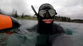 Free Diving for Dungeness Crab On Vancouver Island. Digging Crabs Out deep in the sand!!