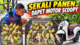 HASIL SAMPINGAN TERNAK KENARI LEBIH GEDE DARI GAJI POKOK