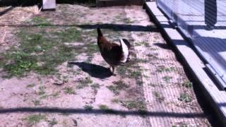 Attwater's Prairie Chickens at NASA