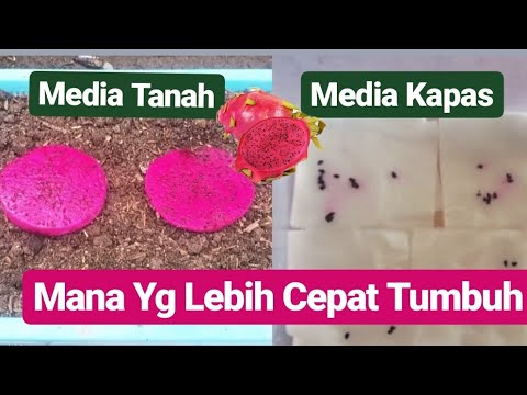 Video: Apakah kapas ditanam dari biji?