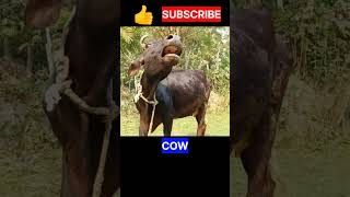 Cow || Cow sound || #shorts #cowsound #trending #viral