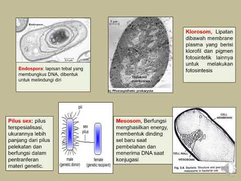 Ciri,Struktur,Tipe ,dan Reproduksi Bakteri