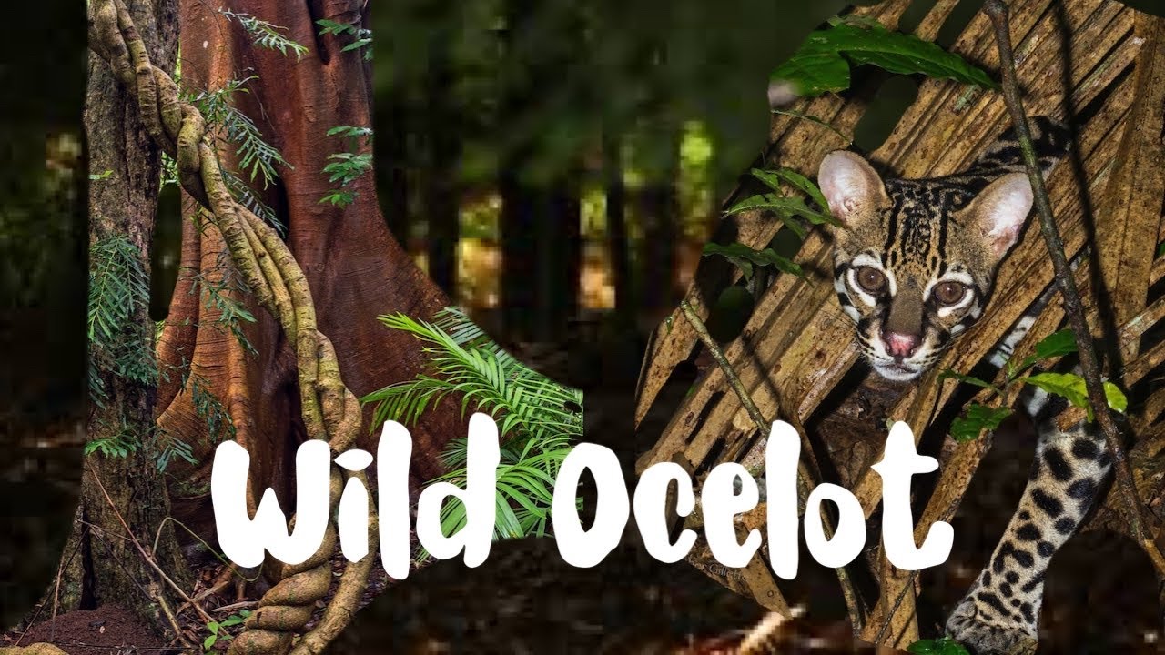 Ocelot Wildlife On Log at Big Cat Rescue-Us10 Bja0085-Jaynes Gallery Hand/Sports Towel 15 x 22 3D Rose Florida Ocelot Wildlife On Log at Big Cat Rescue-Us10 Bja0085-Jaynes Gallery Hand/Sports Towel 15 x 22 3D Rose Florida