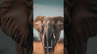 Os Maiores Animais do Mundo… Isso Vai Te Impressionar #curiosidades #misterio #vidaanimal