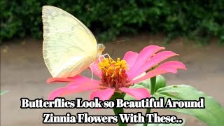 Beautiful Erflies Flying Around Zinnia Flowers Zinnia Flowers