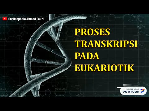 Video: Bagaimana transkripsi diakhiri pada eukariota?