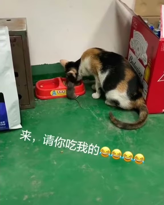 Kucing ajak kawan tikus makan