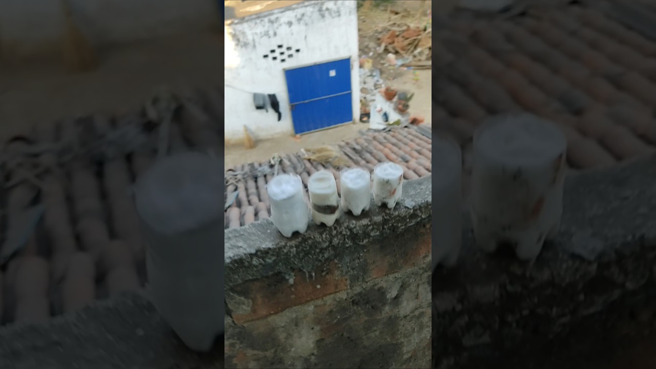 Chicken leg piece Part 2 