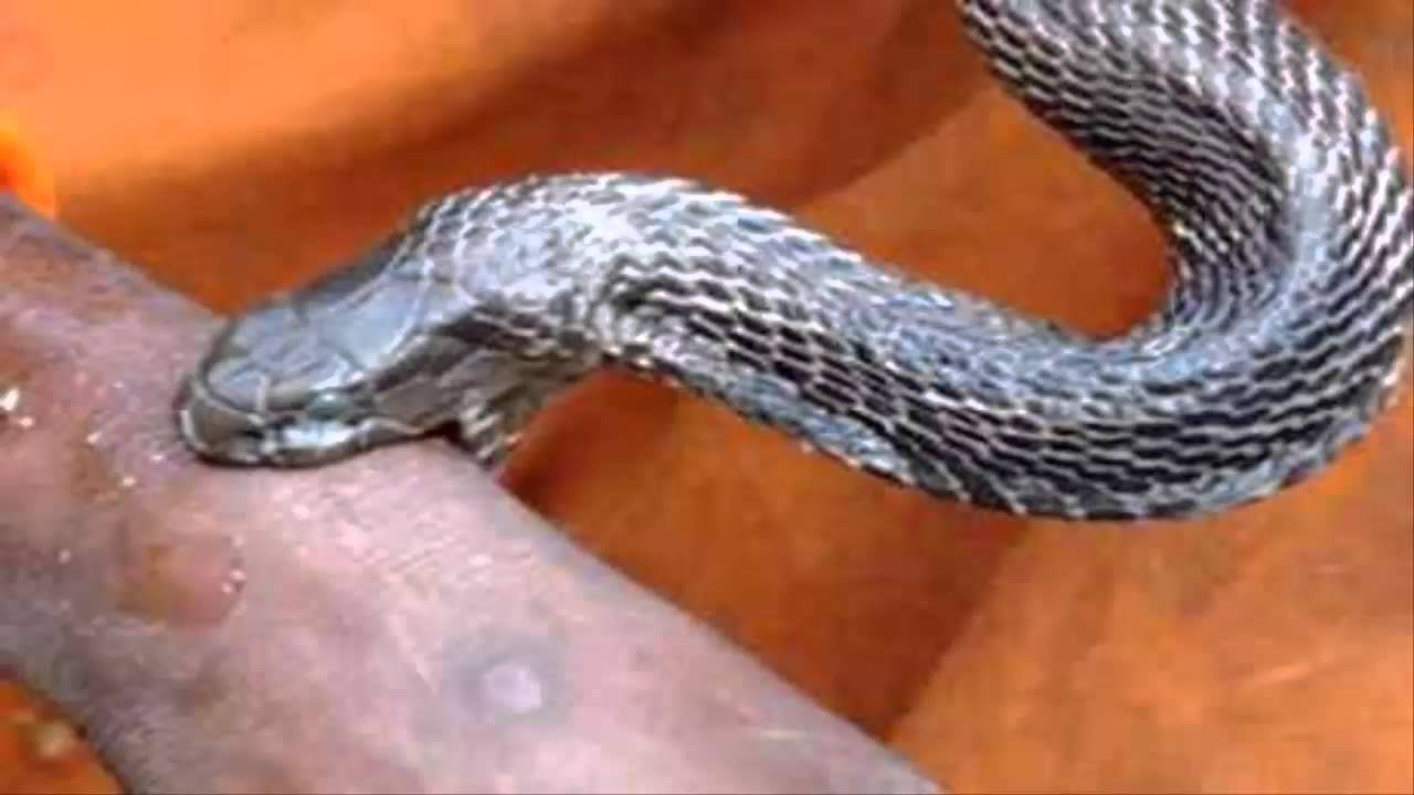 Hasil gambar untuk digigit ular