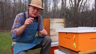 Жалят ли пчелы пчеловодов
