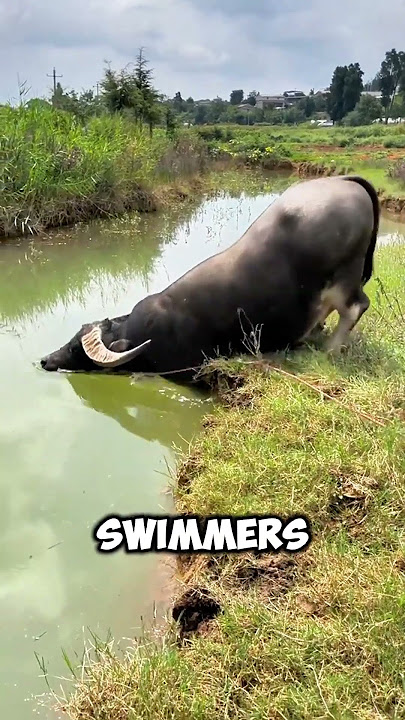 This BUFFALO disappears UNDERWATER 😱
