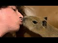 How to Kiss a Capybara (Speedrun 100% *no hacks*)