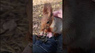 A Squirrel Eating Seeds  Sciuro Manĝas Grajnojn