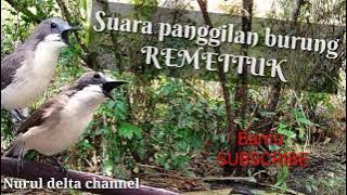 suara pikat burung remetuk laut