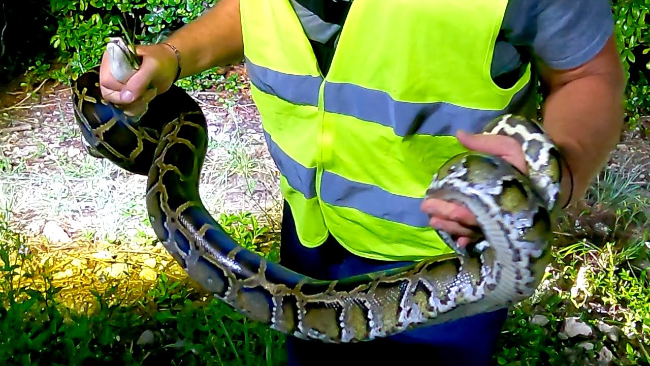 Hunting Burmese Pythons - YouTube