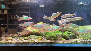 Đèn Bể Cá Zetlight UFO F8 PRO: Tinh Hoa Của Công Nghệ Chiếu Sáng Đẳng Cấp #denbeca #beca #cacanh