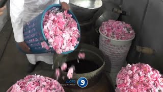 شاهد كيف يتم  تصنيع دهن الورد الطائفي