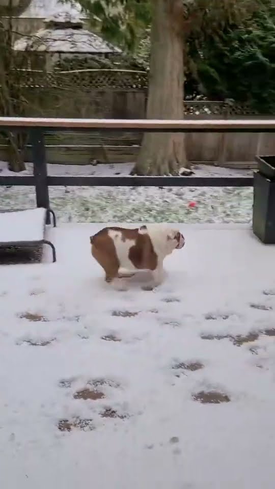 Bulldogs Can't Brake In Snow || ViralHog