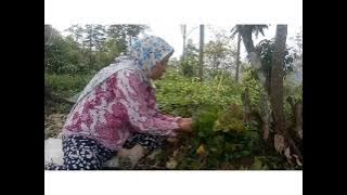 Musik Indonesia Jambi JANGAN MURAJUK Cipt. Azhar. Mj Vokal. Letnawilis