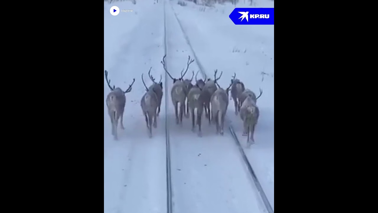 Олени перегородили дорогу поезду