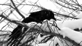 Video thumbnail of "In Gowan Ring - Shadow of the Bird"