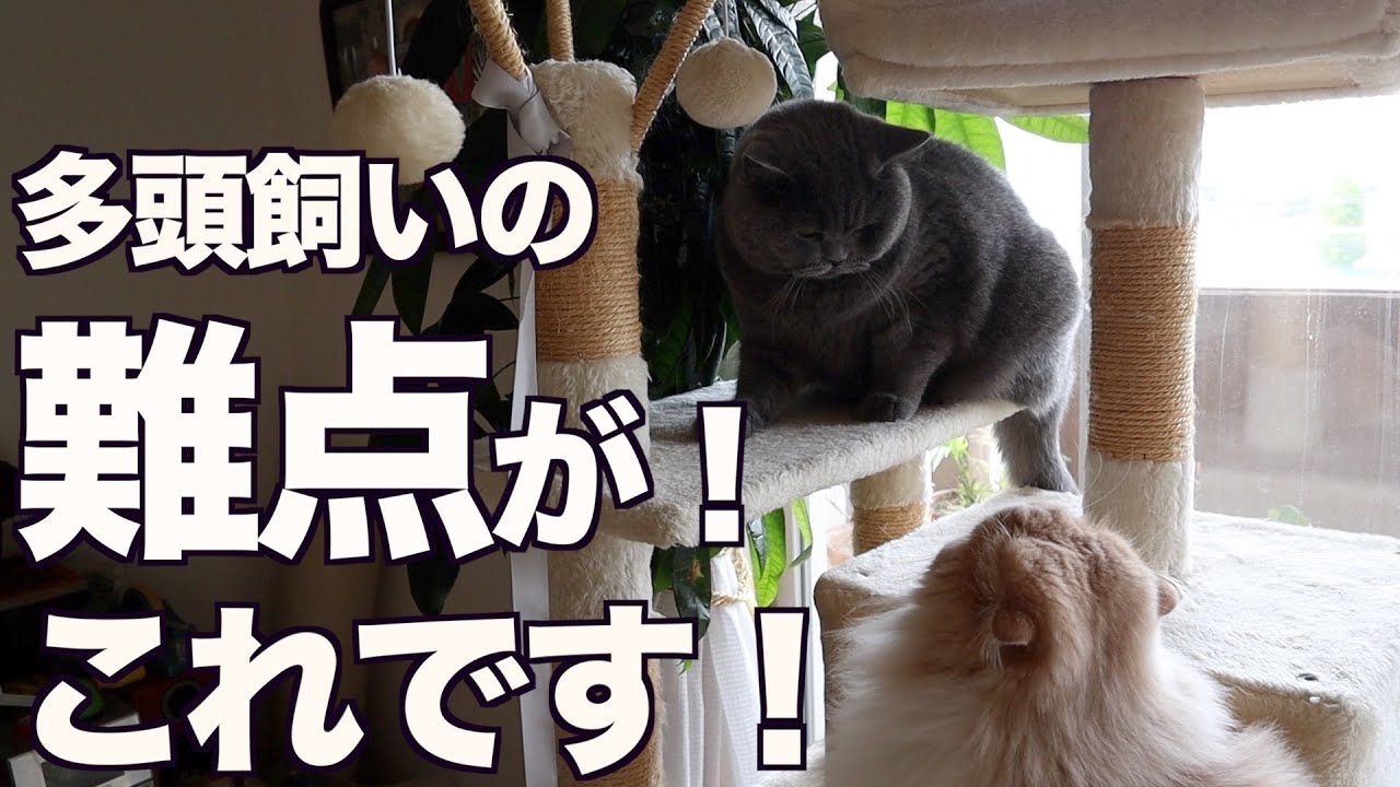 猫の喧嘩 多頭飼いの唯一の難点はこれです Youtube