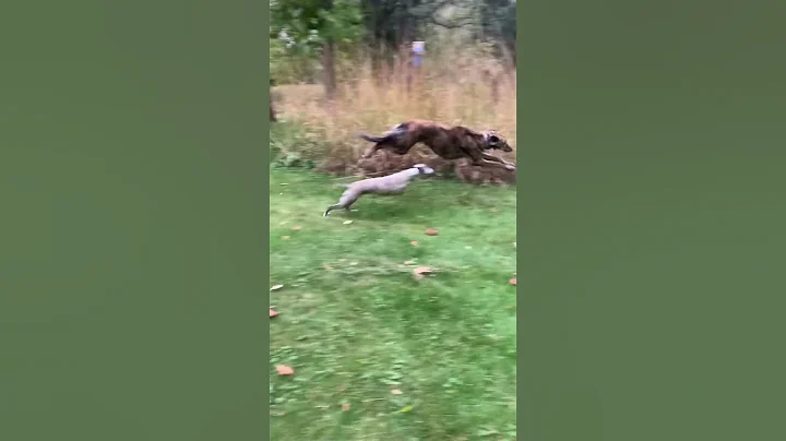 Sometimes the hounds have to zoom!!!! #whippet #sighthound