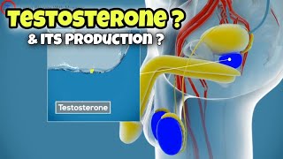 What is the TESTOSTERONE and how is it produced ? |Sex Hormone | #hormones