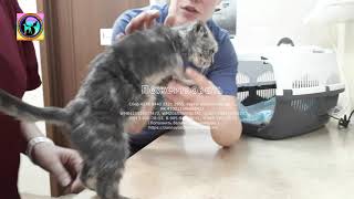 Спасение котёнка Гришы продолжение истории  из приюта для животных Дари добро в Новосибирске