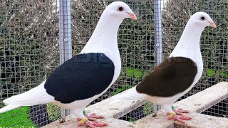 TOP 10 Best Racing pigeons