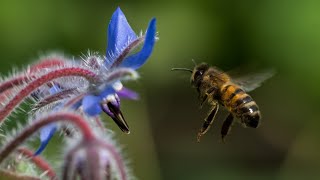 How Bees Make Honey by Cotswold Bees 2,604 views 2 years ago 7 minutes, 25 seconds