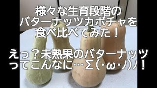 いろんな生育段階のバターナッツかぼちゃを食べ比べてみた。どのタイミングで食べるのが美味しい？