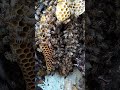 macizo😍 #apiculturamacizo #abejas #shortvideo #viralshort #bee