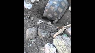 Primer desove de tortuga nacida en cautiverio hace 8 años