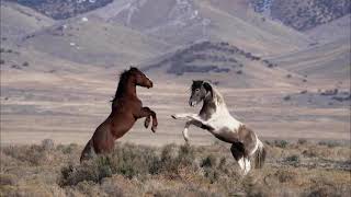 Wild horses fighting and kicking each other!