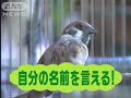 「オハヨー」　しゃべるスズメ