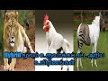 Man made hybrid animals tamil2minsbro