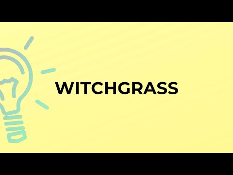 וִידֵאוֹ: What Is Witchgrass: עצות לשליטה בעשבים של Witchgrass